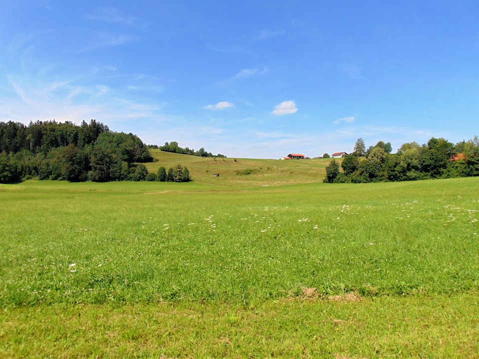 Open green pasture under a blue sky, with woods and a few distant buildings